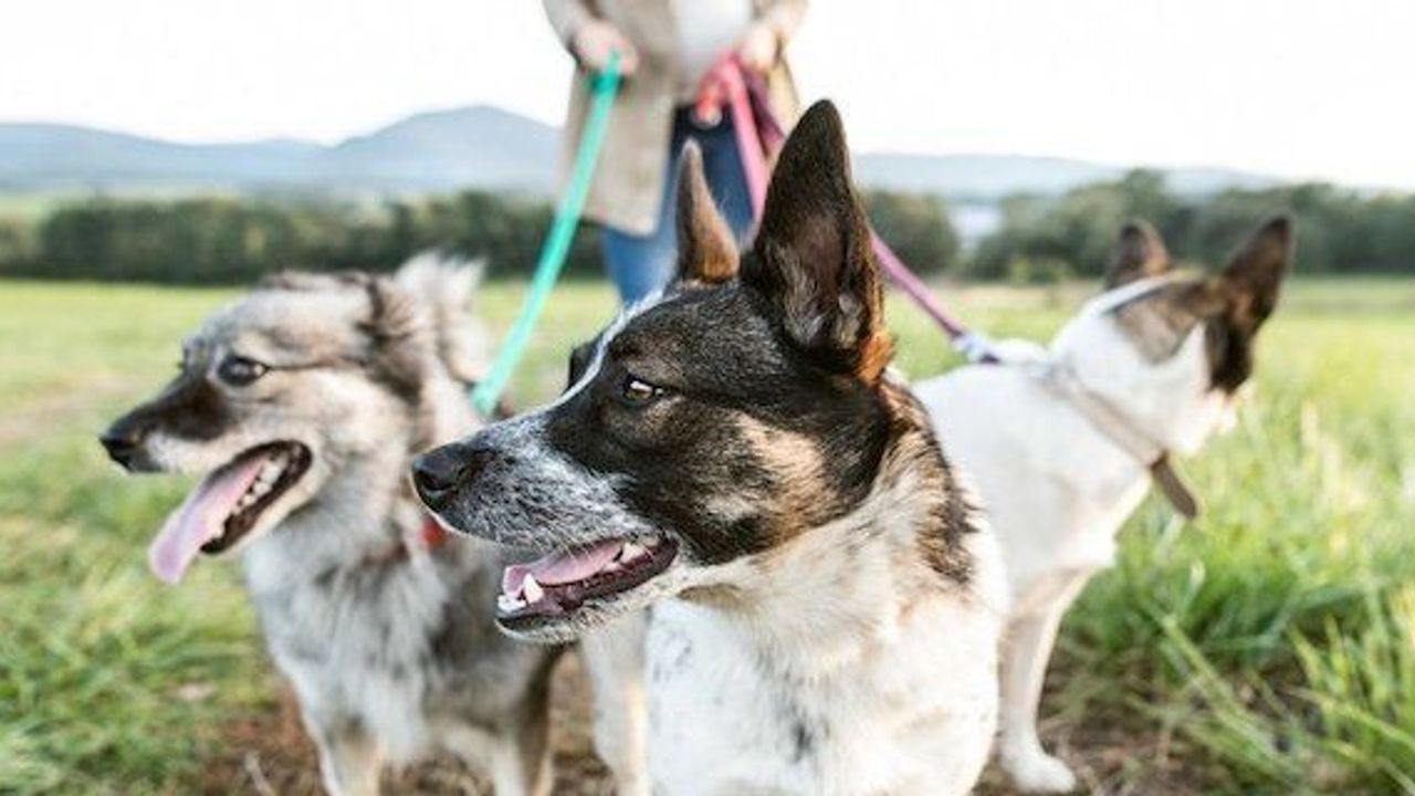 French mayor issues ban on 'excessive dog barking'