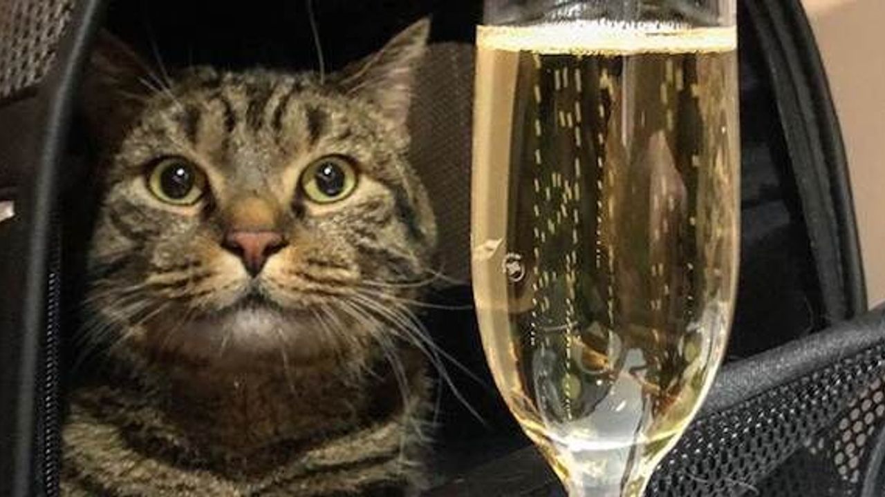 Aeroflot: 'Fat cat smuggler' falls foul of Russian airline