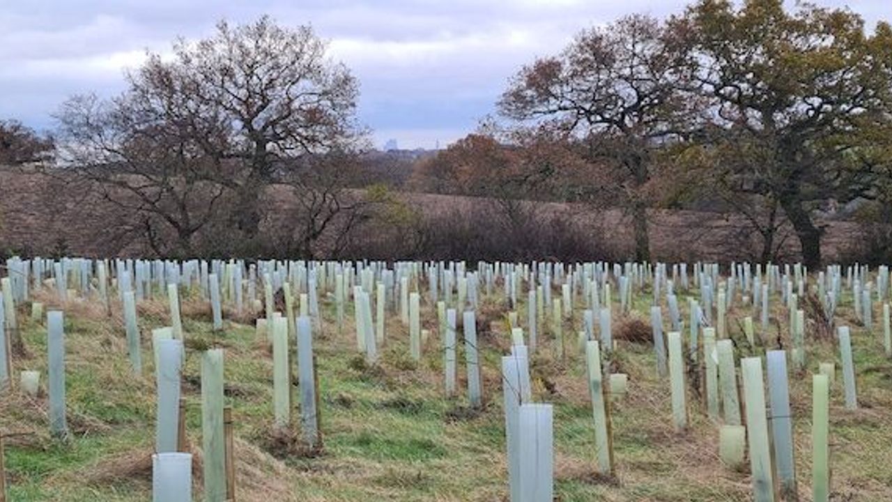 Enfield Chase Woodland project wins a top industry award