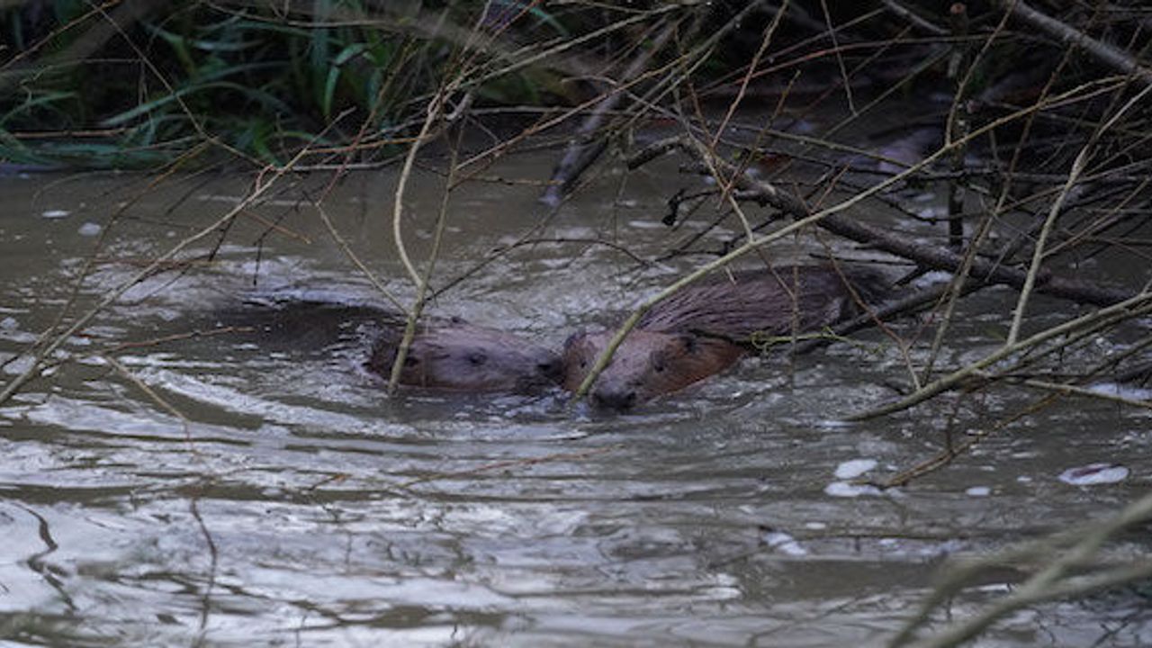 Two new beavers have been introduced to Enfield