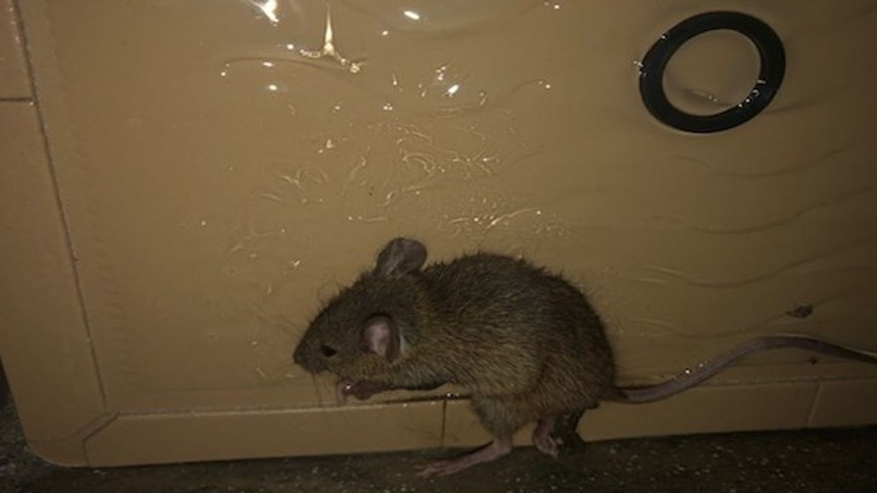 Breaches of food safety and hygiene regulations costs Subway over £20,000