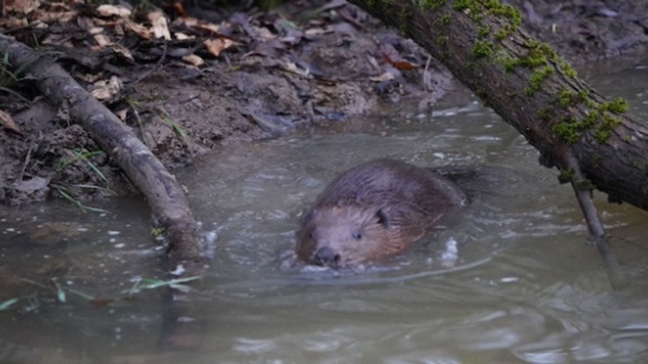 The Enfield family of beavers will be getting a larger home
