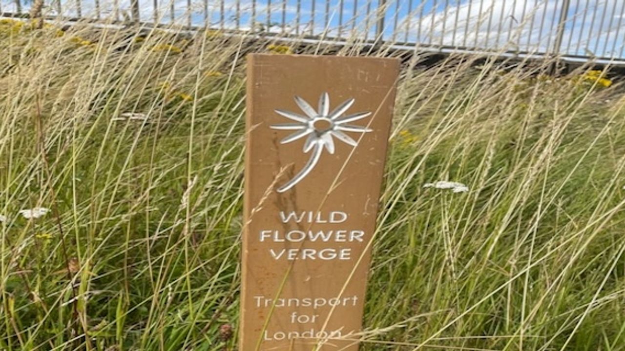 TfL has increased its area of wildflower verges by 130,000 m2
