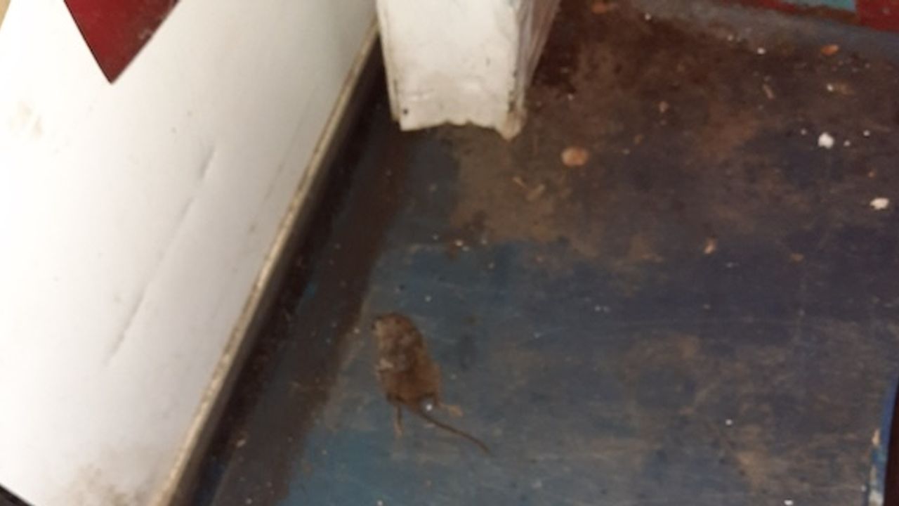 Confectionery company prosecuted over pest infestation