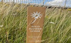 TfL has increased its area of wildflower verges by 130,000 m2