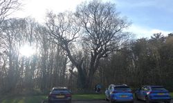 Enfield Council Action on Whitewebbs Oak