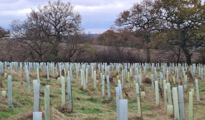 Enfield Council’s climate action response 