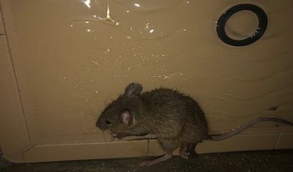 Breaches of food safety and hygiene regulations costs Subway over £20,000