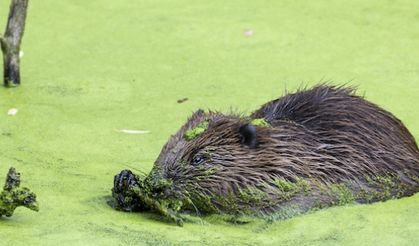 Enfield baby beaver is another first for London