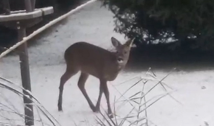 Temperatures fell as low as -14C overnight, Arctic air continue to move across the UK