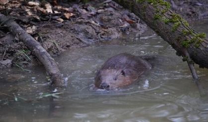 The Enfield family of beavers will be getting a larger home