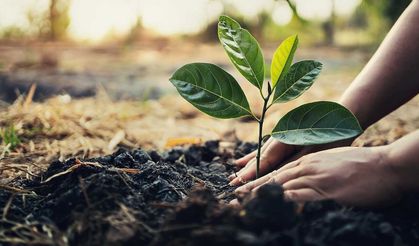 Enfield Council and Taylor Woodrow have planted 1,000 trees