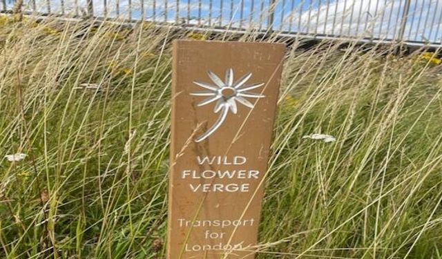 TfL has increased its area of wildflower verges by 130,000 m2
