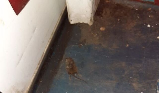 Confectionery company prosecuted over pest infestation