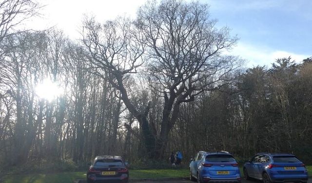 Enfield Council Action on Whitewebbs Oak