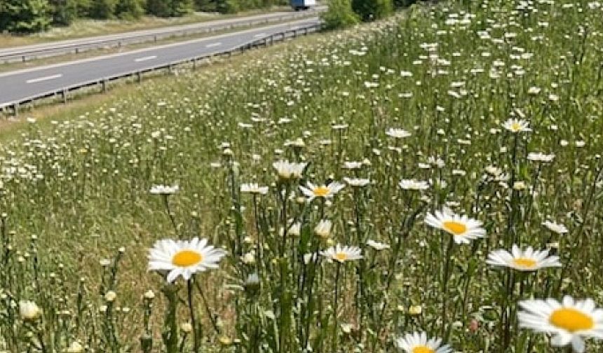 TfL has increased its area of wildflower verges by 130,000 m2