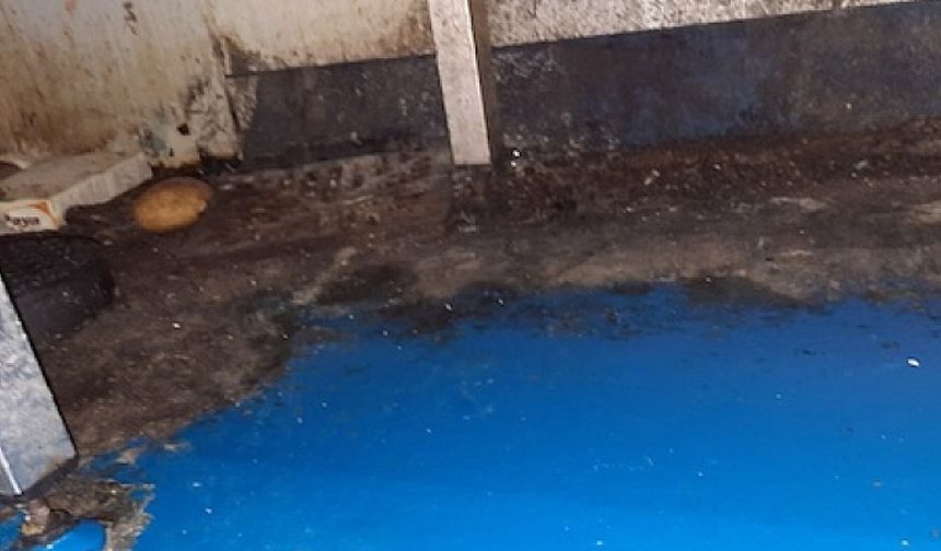 Confectionery company prosecuted over pest infestation